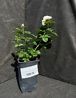 Роза мускусная Буке Парфе